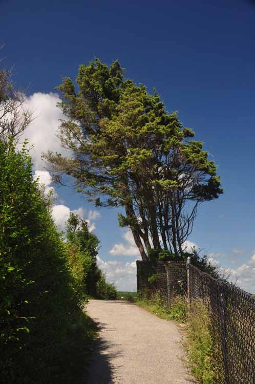 tree swaying